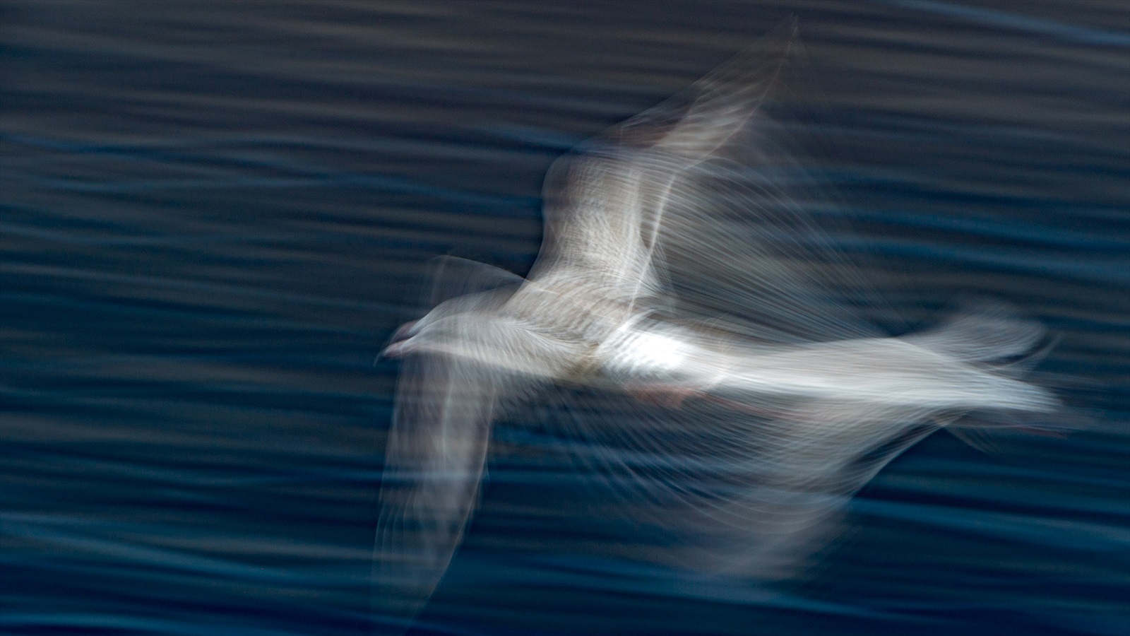 La gaviota Focus Distribución